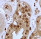JAG1 Antibody (C-Term)
